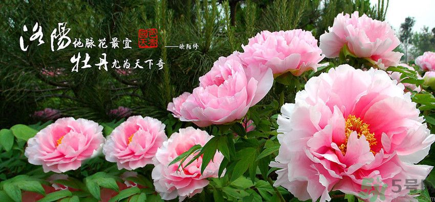 洛陽(yáng)牡丹文化節(jié)活動(dòng)有哪些？洛陽(yáng)牡丹文化節(jié)門票是多少？