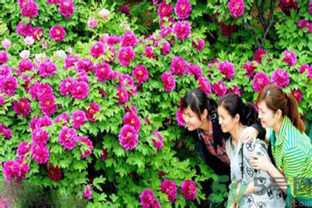 洛陽(yáng)牡丹文化節(jié)活動(dòng)有哪些？洛陽(yáng)牡丹文化節(jié)門票是多少？