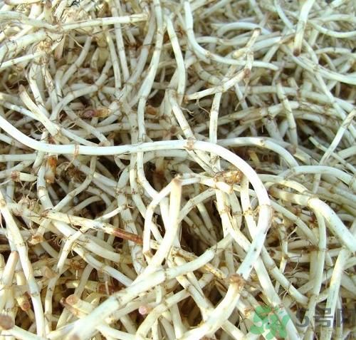 魚腥草可以炎癥嗎？魚腥草怎么治炎癥？