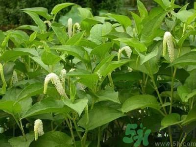 魚腥草可以止咳嗎？魚腥草止咳的辦法有哪些？