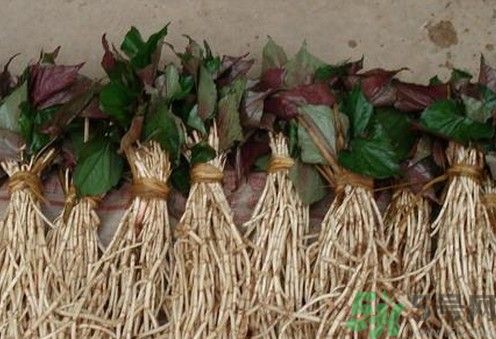 烏藥能和魚腥草一起泡茶喝嗎？烏藥和魚腥草一起吃好不好？