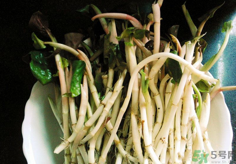 烏藥能和魚腥草一起泡茶喝嗎？烏藥和魚腥草一起吃好不好？