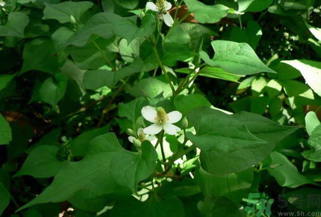 魚腥草可以戒煙嗎？魚腥草要怎么吃才能戒煙？