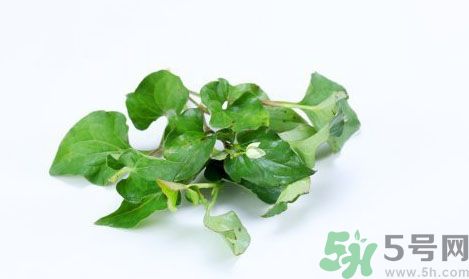 魚腥草可以抗輻射嗎？魚腥草怎么防輻射？