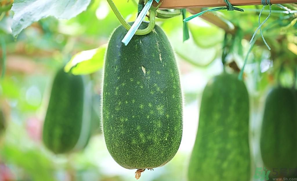 冬瓜可以祛斑嗎？冬瓜怎么祛斑？