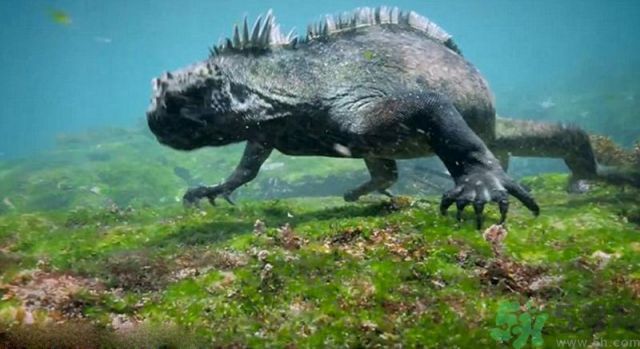 現(xiàn)實(shí)版哥斯拉在哪里現(xiàn)身？什么是哥斯拉？