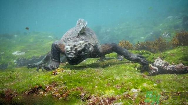 現(xiàn)實(shí)版哥斯拉在哪里現(xiàn)身？什么是哥斯拉？