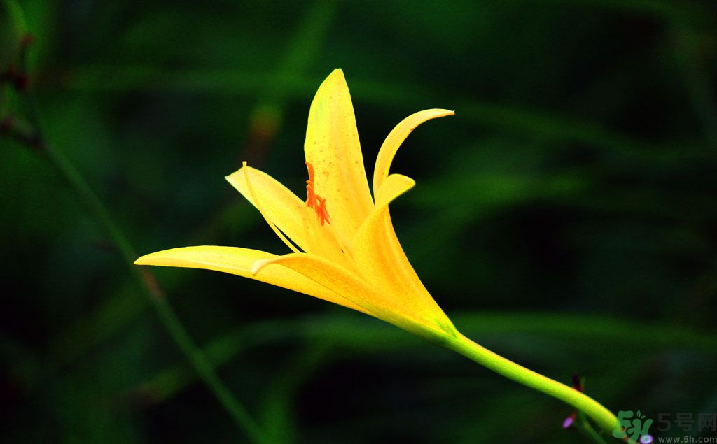 黃花菜可以治療抑郁癥嗎？兩噸黃花菜治好了抑郁癥是真的嗎？