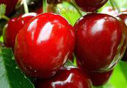 櫻桃是酸性還是堿性水果?櫻桃是堿性水果嗎?
