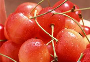 櫻桃是什么季節(jié)的水果?櫻桃是幾月份的水果?