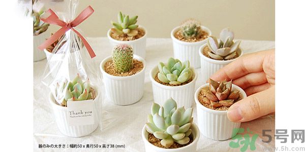 什么是多肉蛋糕？多肉蛋糕怎么做？