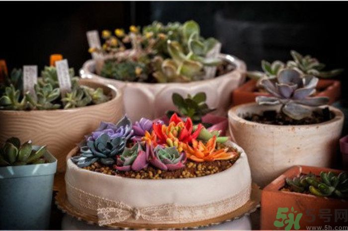 什么是多肉蛋糕？多肉蛋糕怎么做？