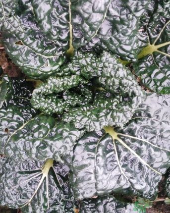 1460963158442342.jpg 奪方 033.jpg