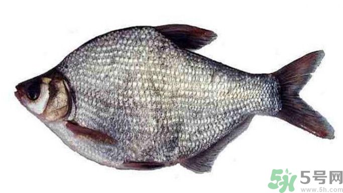 武昌魚是鳊魚嗎？武昌魚和鳊魚區(qū)別哪個好吃？