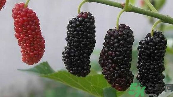 膽囊炎能吃桑葚嗎？膽囊炎吃桑葚好嗎？