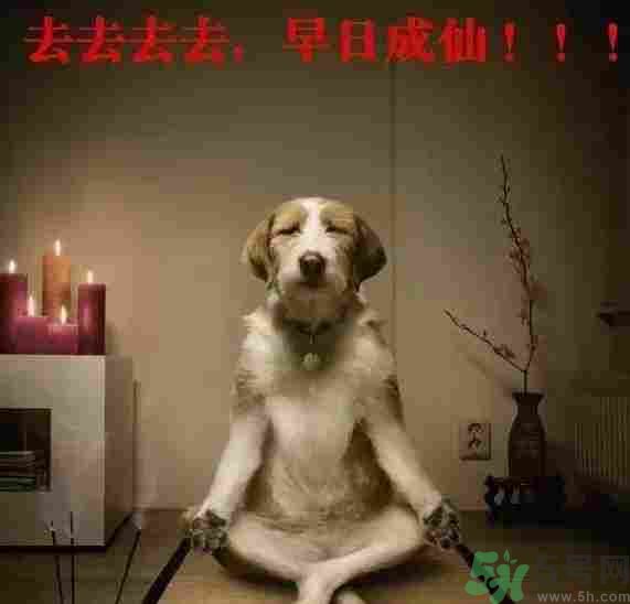 早餐吃面還是包子比較好？早餐吃包子和面健康嗎？