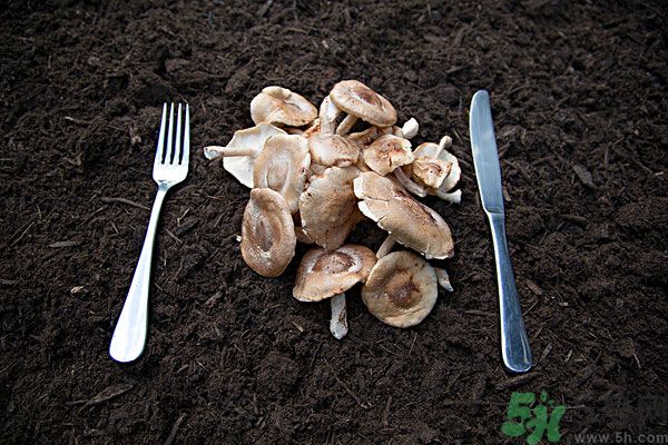 菇類的營(yíng)養(yǎng)價(jià)值有哪些？怎樣挑選優(yōu)質(zhì)的菇類？