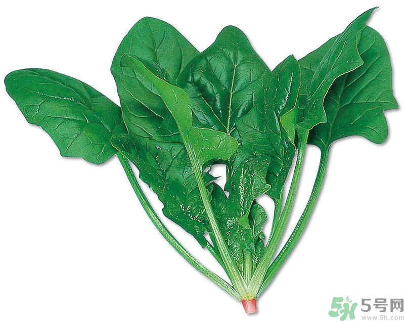 菠菜可以炒韭菜嗎？菠菜和韭菜一起吃怎么樣？