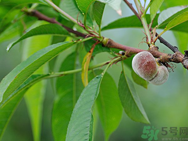 毛桃怎么清洗干凈？毛桃怎么去毛？