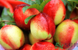 油桃孕婦可以吃嗎?孕婦吃油桃對胎兒有影響嗎 油桃孕婦可以吃嗎?孕婦吃油桃對胎兒有影響嗎