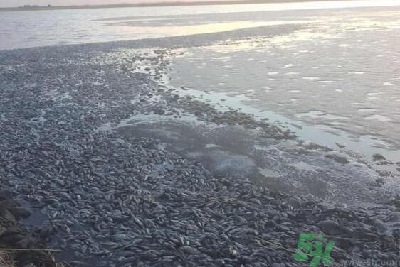 呼倫貝爾河為什么被污染？喝了呼倫貝爾河污染的水會怎么樣？