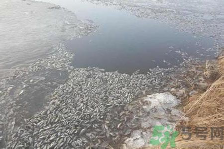 呼倫貝爾河為什么被污染？喝了呼倫貝爾河污染的水會怎么樣？