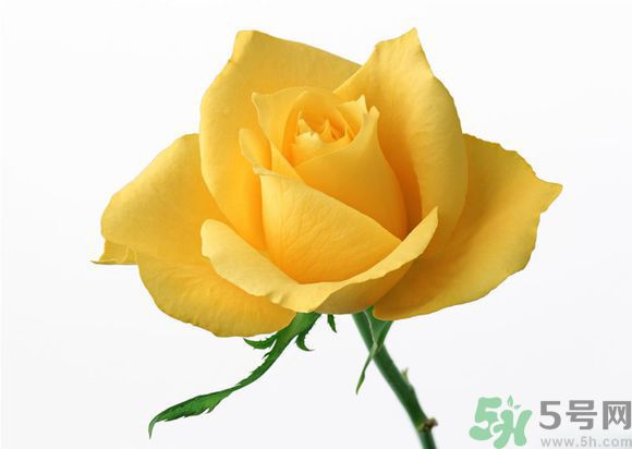 16歲少年圓珠筆畫出大作 圓珠筆畫入門怎么學？