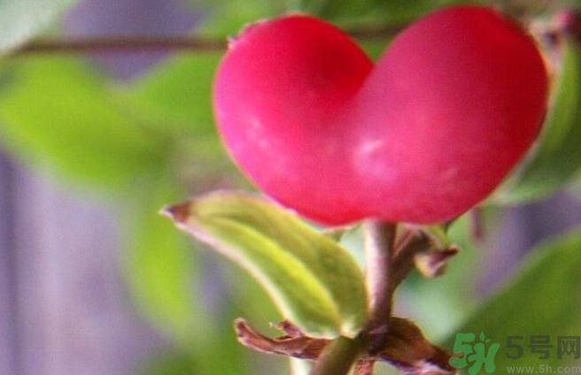 心形水果叫什么？杈杷果可以吃嗎？