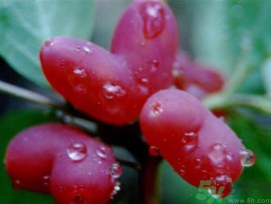 心形水果叫什么？杈杷果可以吃嗎？