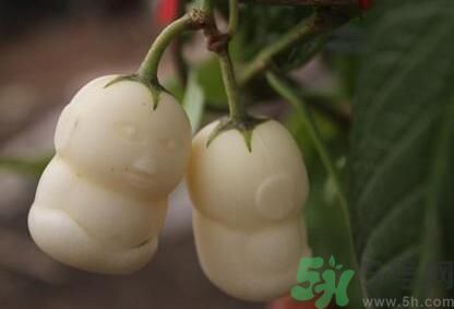 人參果怎么吃？人參果的營(yíng)養(yǎng)價(jià)值有哪些？