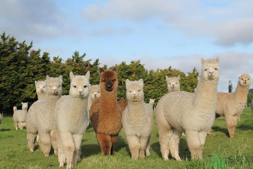 草泥馬是羊駝嗎？萌萌噠草泥馬居然被吃啦!