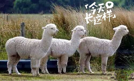 草泥馬是羊駝嗎？萌萌噠草泥馬居然被吃啦!