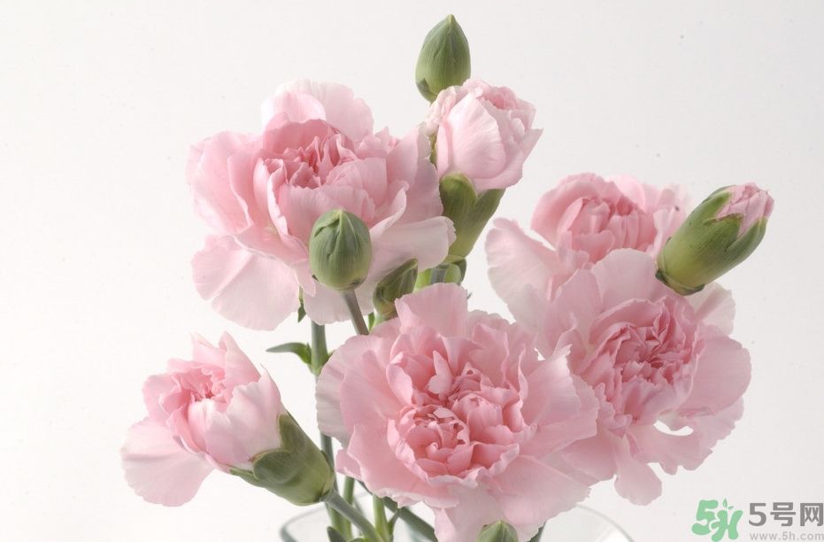 母親節(jié)送什么顏色的康乃馨？母親節(jié)應(yīng)該買什么顏色的康乃馨？