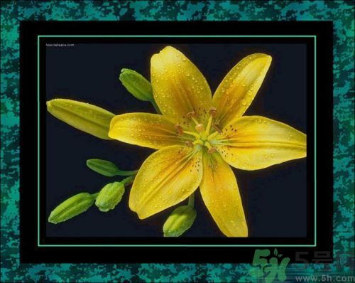 母親節(jié)送什么花好？母親節(jié)應該送什么鮮花？