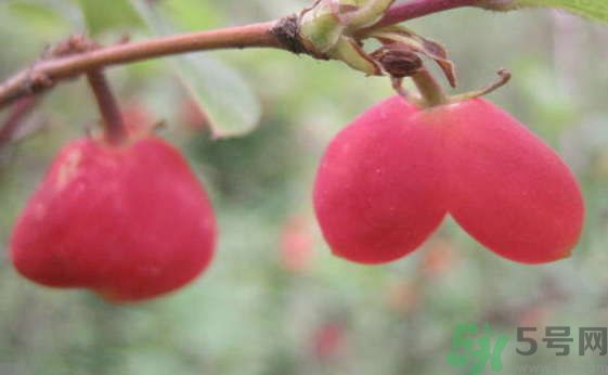 杈杷果好吃嗎？杈杷果的營(yíng)養(yǎng)價(jià)值與功效