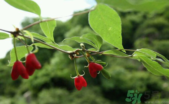 杈杷果好吃嗎？杈杷果的營(yíng)養(yǎng)價(jià)值與功效