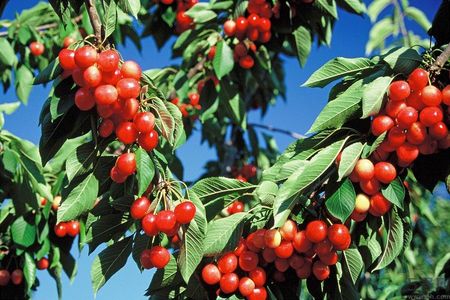 櫻桃和番茄能一起吃嗎？櫻桃和西紅柿能一起吃嗎？