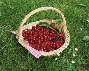 櫻桃和芒果能一起吃嗎？櫻桃和芒果一起吃好嗎？