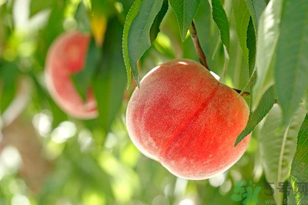 桃子跟什么不能一起吃？桃子跟什么相克？
