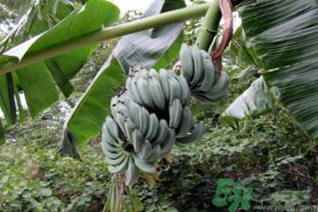 牛奶蕉是熱性還是涼性？牛奶蕉是涼性嗎？