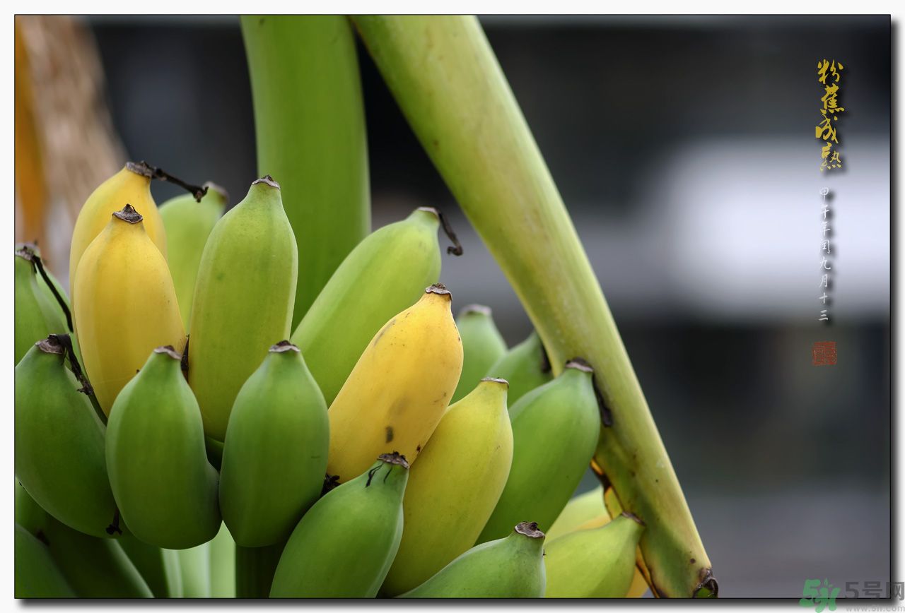 孕婦可以吃牛奶蕉嗎？孕婦吃牛奶蕉好嗎？