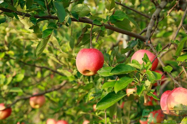 蘋果皮上的蠟對身體有害嗎？蘋果蠟吃了會
