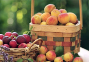 應(yīng)季水果有哪些？吃應(yīng)季水果有什么好處？