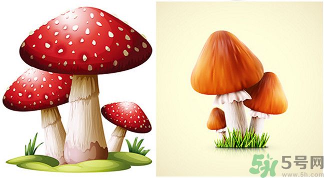 吃蘑菇可以喝酒嗎？吃蘑菇喝酒會(huì)中毒嗎？