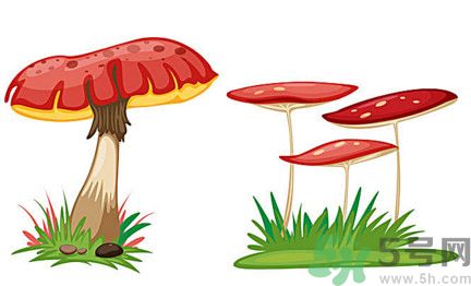 吃蘑菇可以喝酒嗎？吃蘑菇喝酒會(huì)中毒嗎？