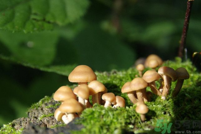 蘑菇有白毛能吃嗎？蘑菇上面長了一層白毛還能吃嗎？