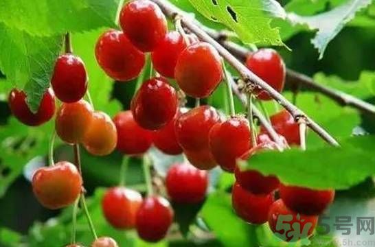 櫻桃是溫性的還是熱性的？櫻桃是溫性的嗎？