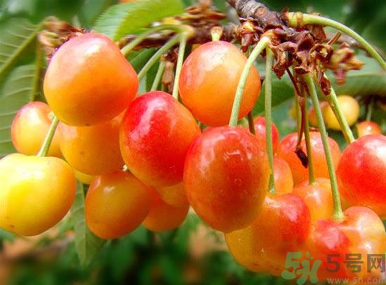 如何挑選櫻桃？櫻桃要怎么挑選才好？