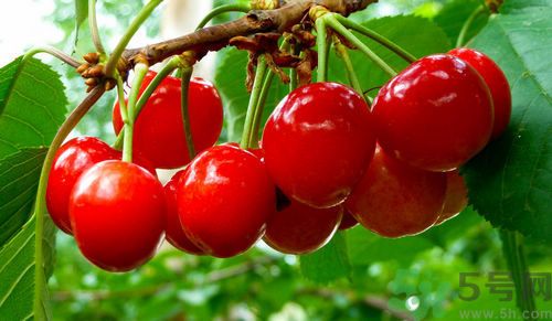 產(chǎn)婦能吃櫻桃嗎？產(chǎn)婦吃櫻桃好不好？