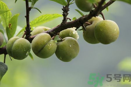 李子是熱性還是涼性？李子是涼性的嗎？